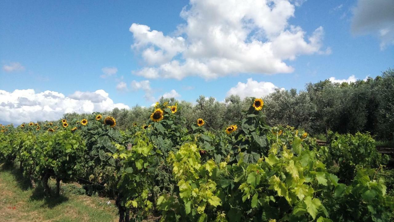 Rooms Agroturizam Romano Buje Kültér fotó