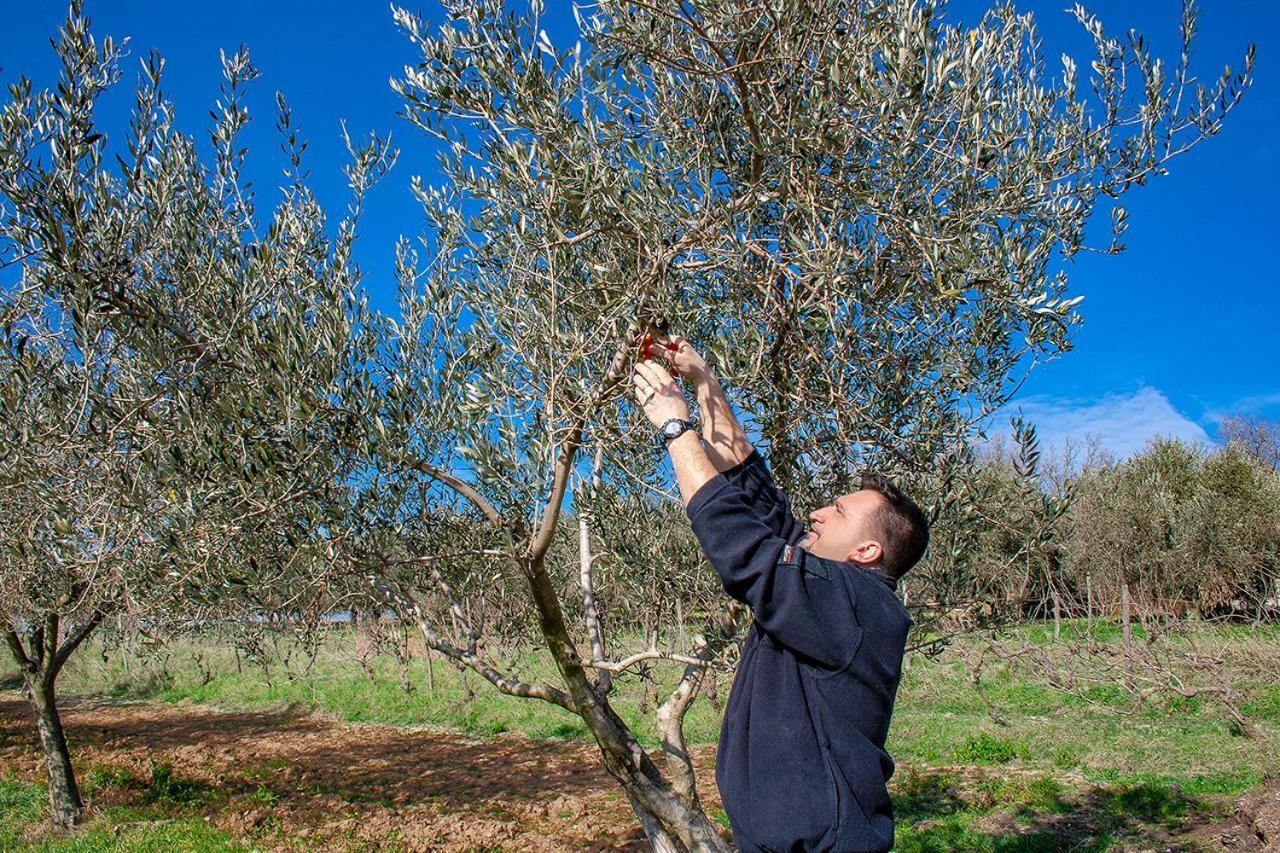 Rooms Agroturizam Romano Buje Kültér fotó